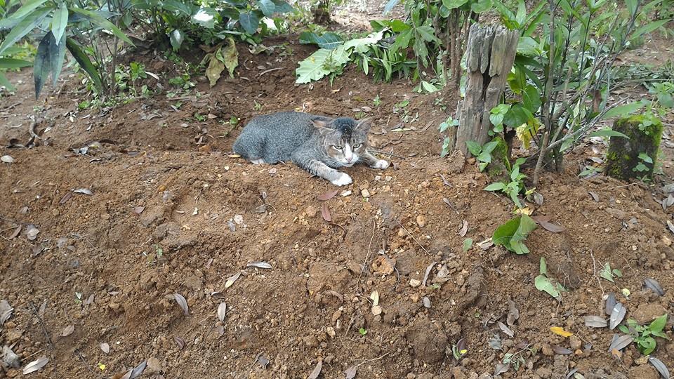 loyal kitty at the grave