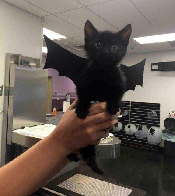 bat cat stuffed animal