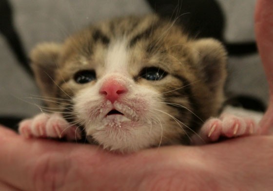 kitten with milk mustache 7