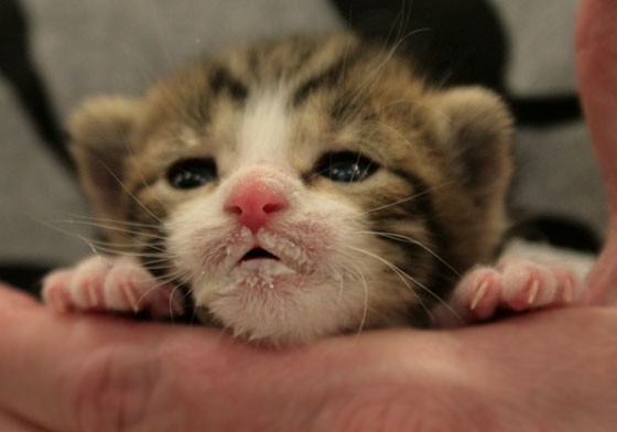 13 kittens with food mustaches that are too freaking cute 13 kittens with food mustaches that are too freaking cute