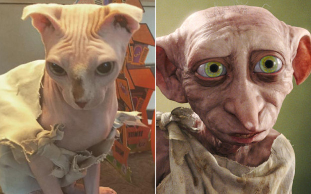 Naked Cat Dobby Costume Purrfectly Magical Naked Cat Dobby Costume Purrfectly Magical