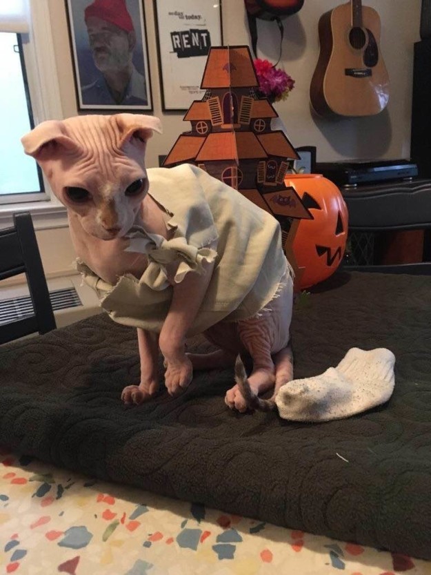 This naked cat's Dobby costume is purrfectly magical! (Gallery)