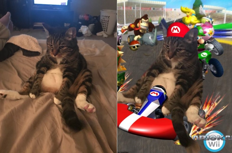 cat videos