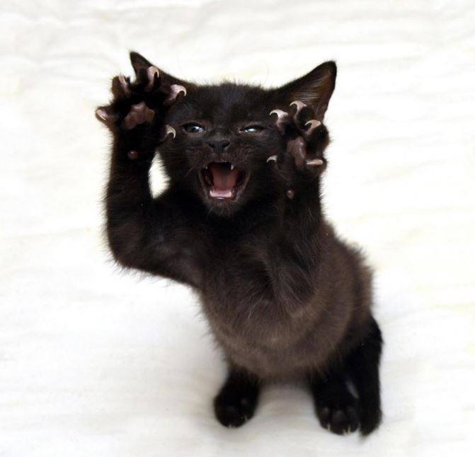 It iz Monday... so here iz some kittens (Gallery)
