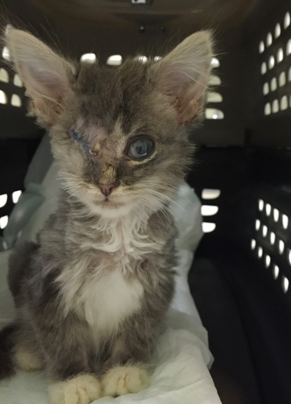 peekaboo kitten after surgery