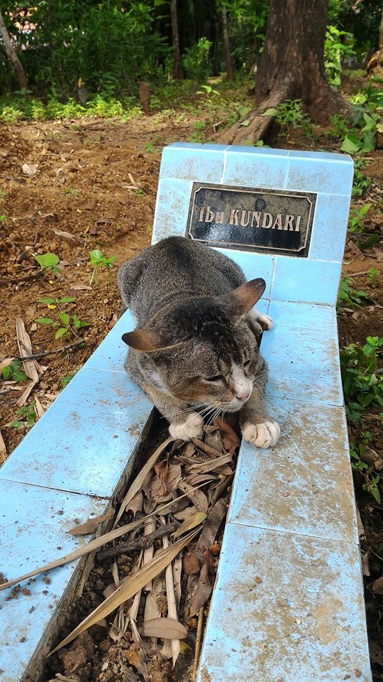 loyal cat visits grave