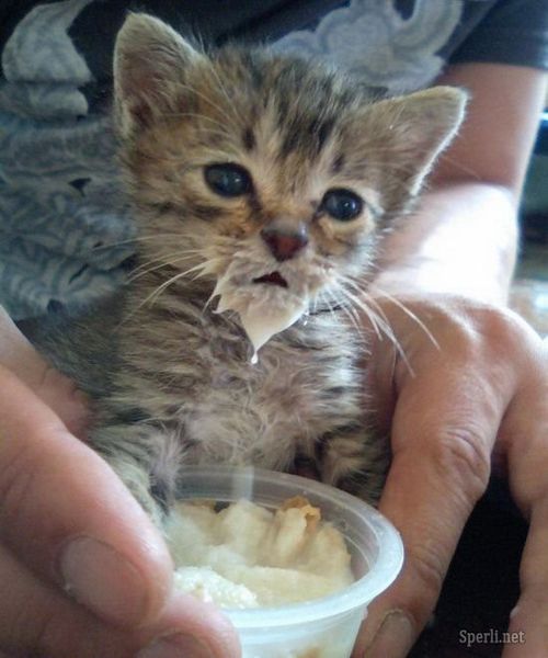 kitten with milk mustache 9