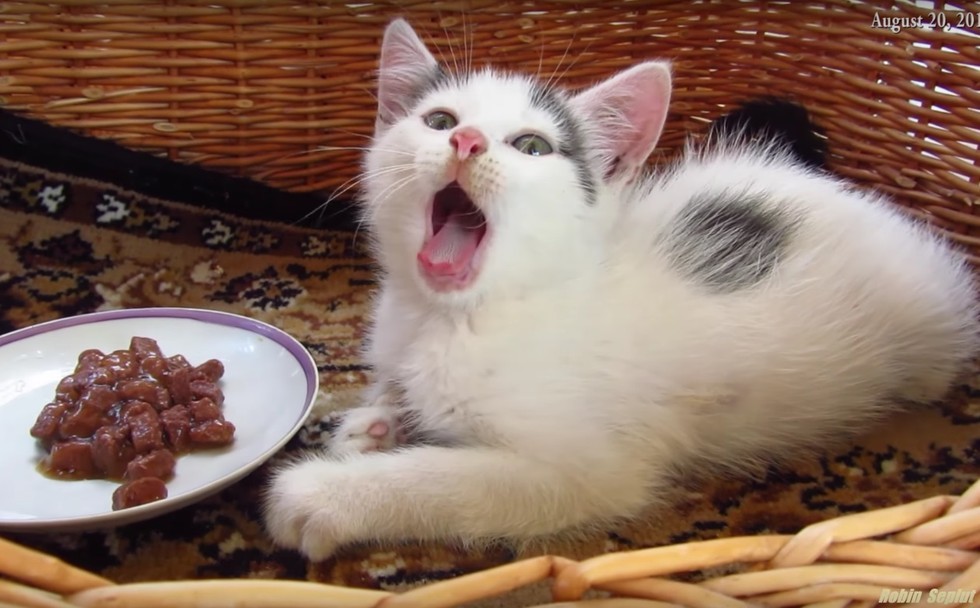 kitten after hearty meal