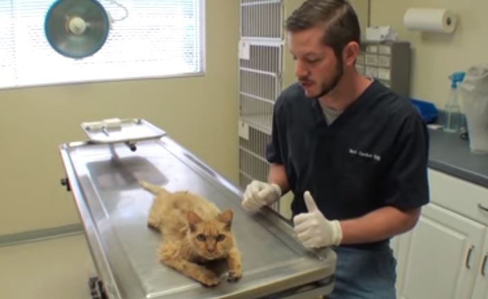 kitty at vet range in rough shape