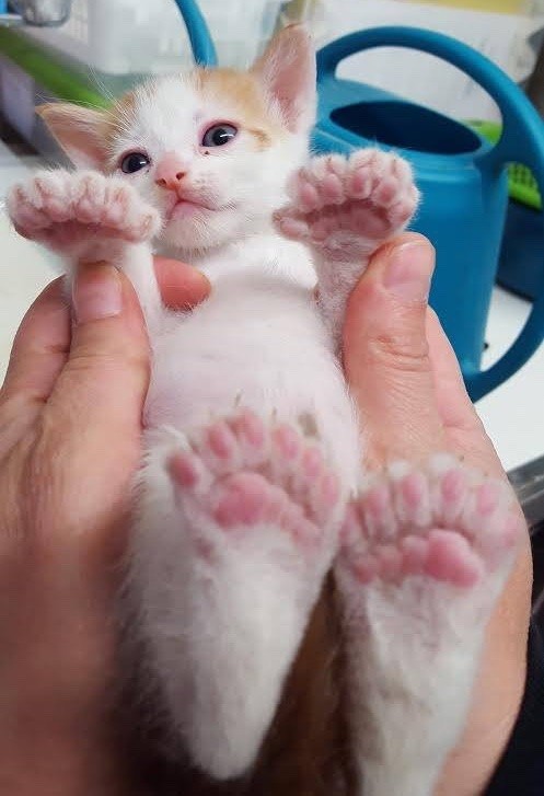 cat's paw teddy bear