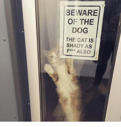 guard cat on duty 8