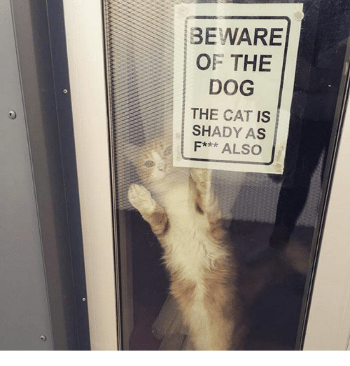 10 cats who take their jobs of guarding the house very seriously