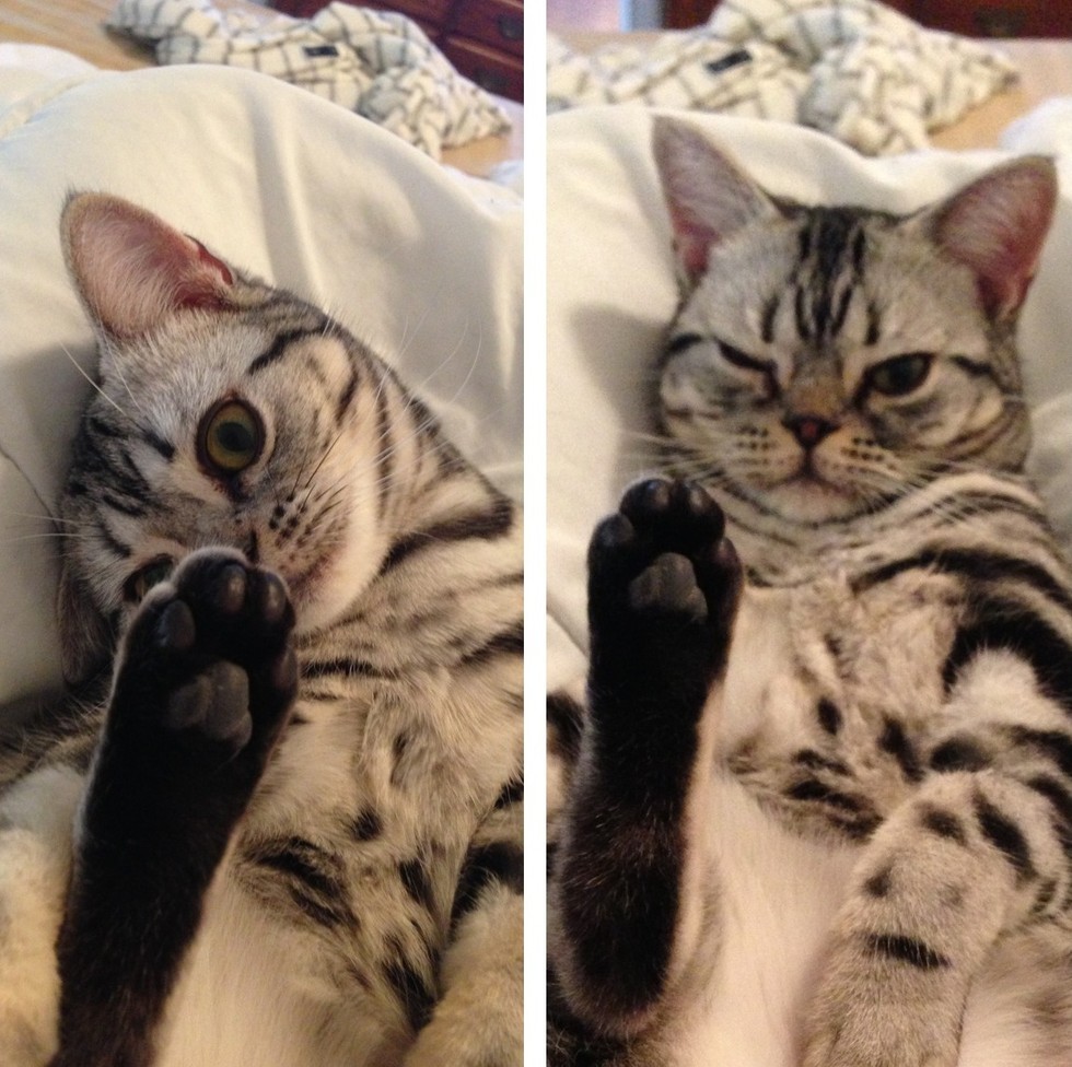 15 adorable pictures of kitty toe beans 