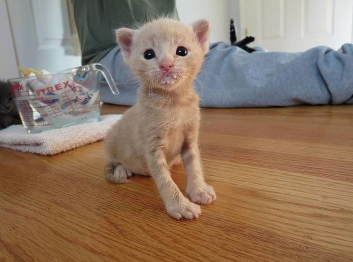 kitten with milk mustache 5