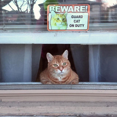 10 cats who take their jobs of guarding the house very seriously