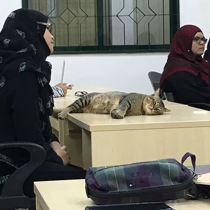 cat sleeping in class