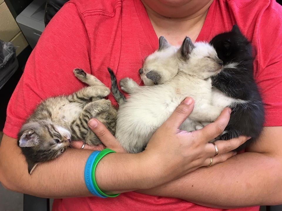 carol holding a bunch of kittens
