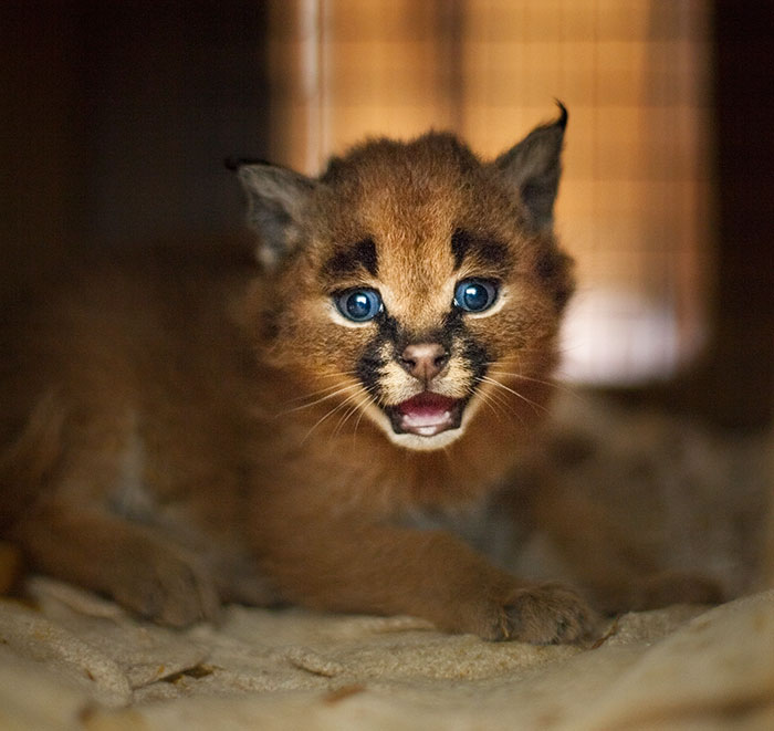 baby caracal 9