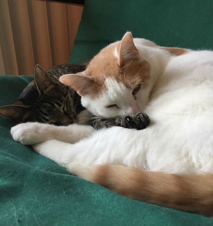 felix cuddling with another cat