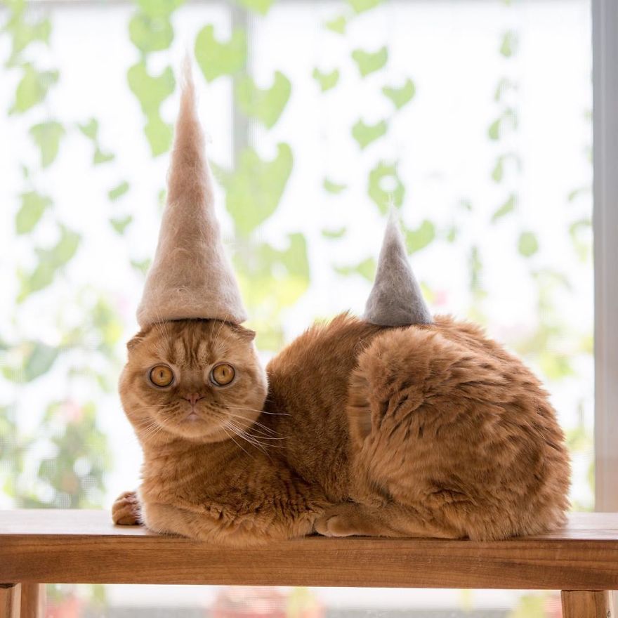 cat hat 1