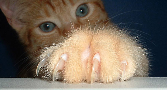 paws cat