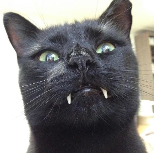 Cat with vampire fangs steals the heart of the woman who saved him from