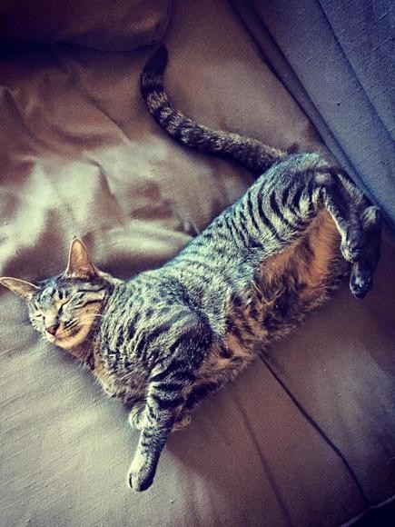 felix the cat in her new home