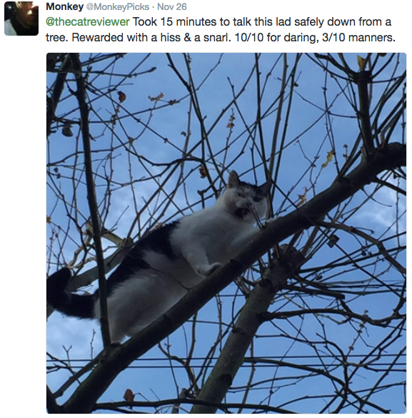 The Cat Reviewer encourages people to review every cat they meet and it