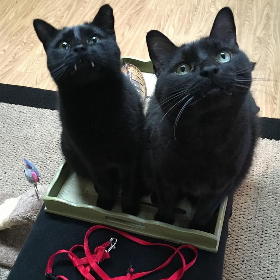 Cat with vampire fangs steals the heart of the woman who ...