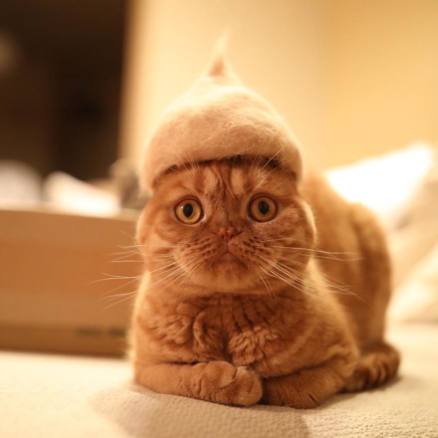 cats wearing hats made