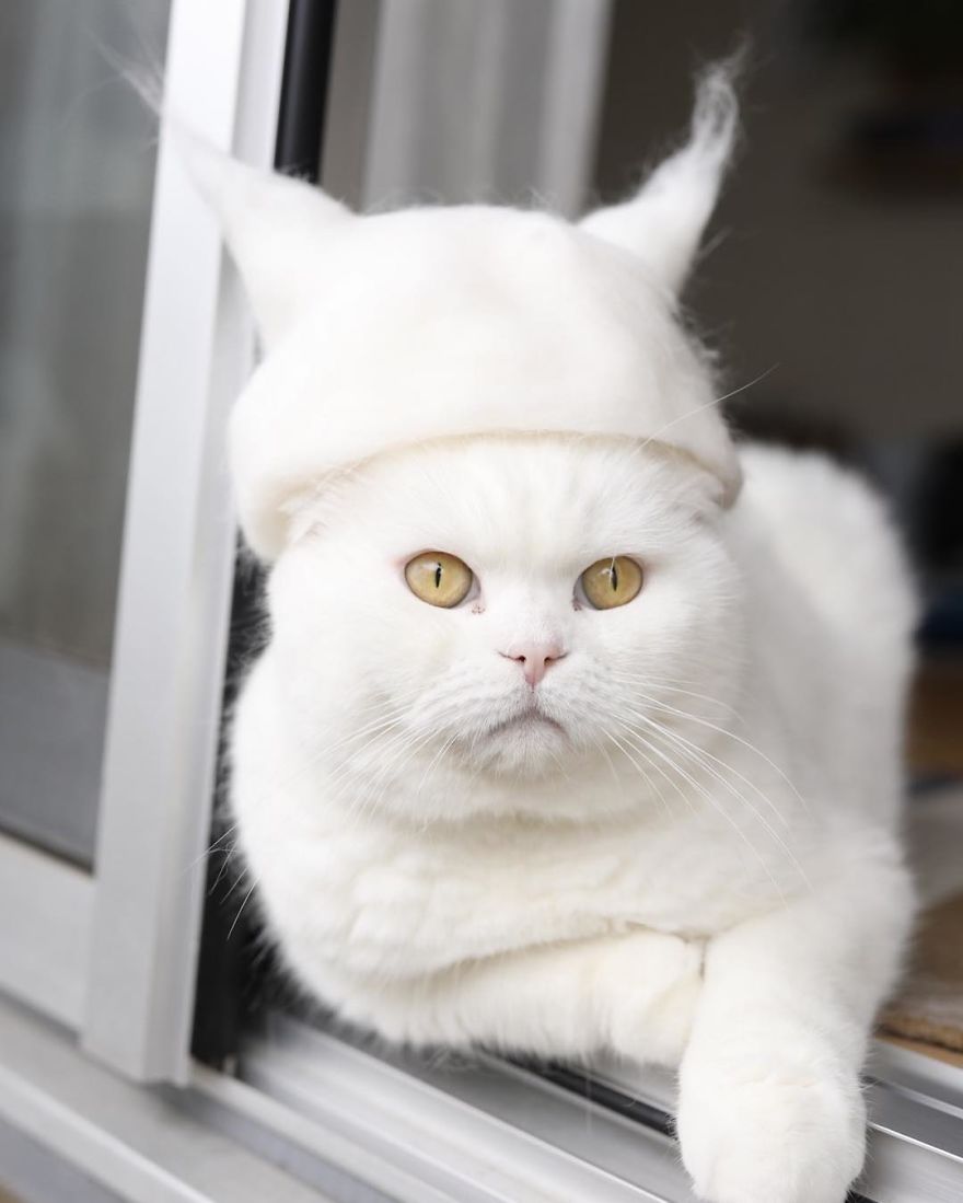 cat hat 2