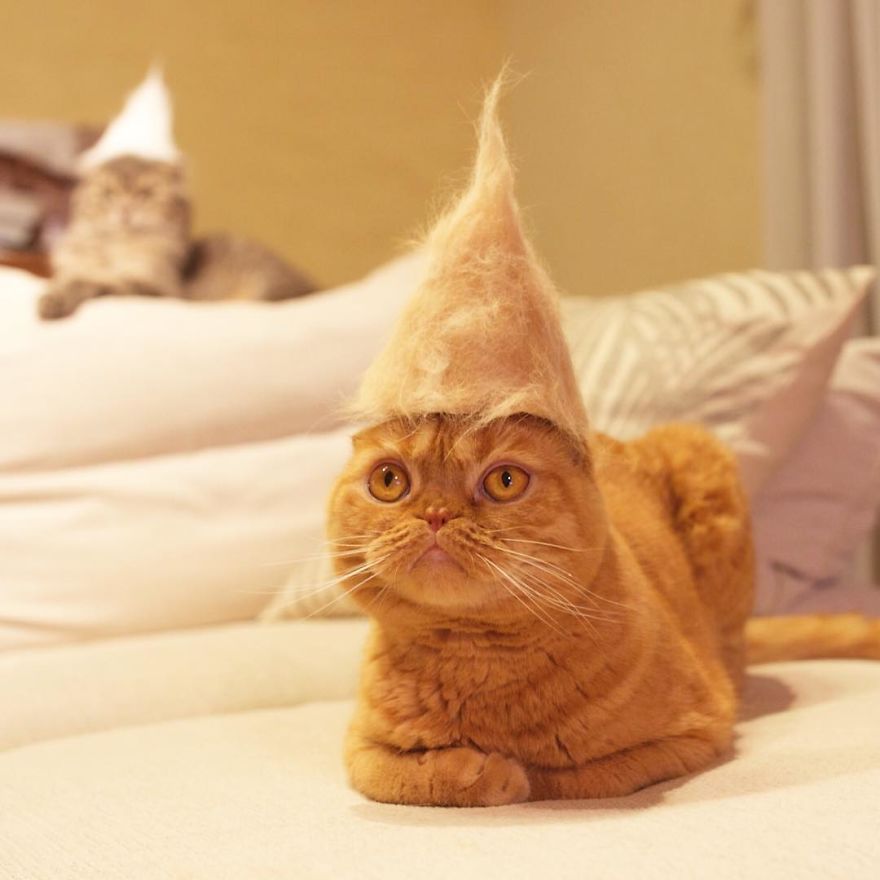 cat hat 9