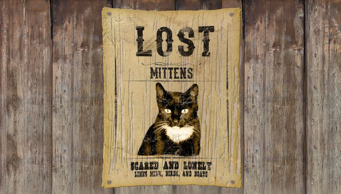 lost cats home