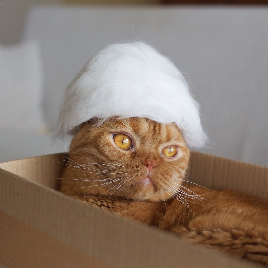 cat hat 12
