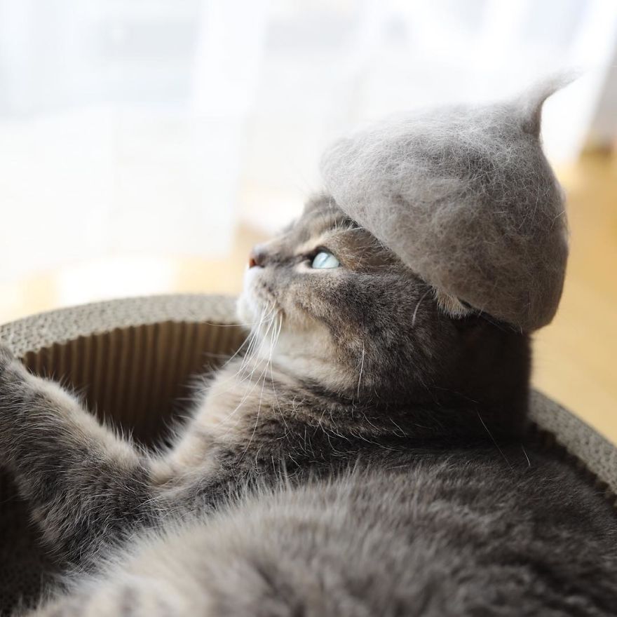 cat hat 5