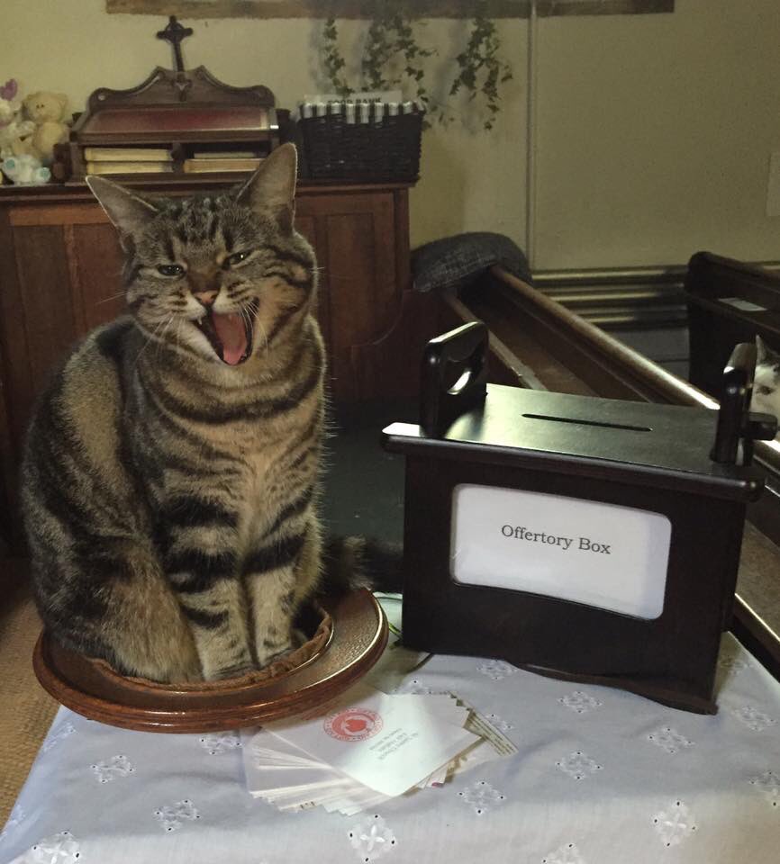chiesa gatto sul piatto un'offerta