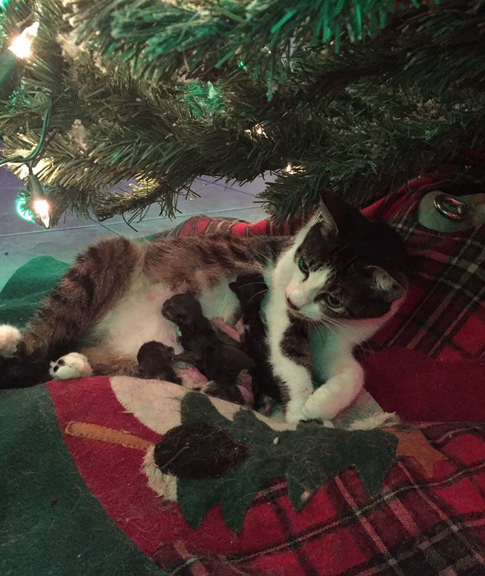 cat christmas tree 3