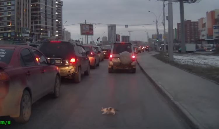 kitten car escape