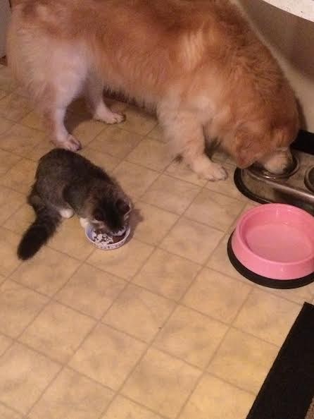 pete the kitten and lucy the dog eating together