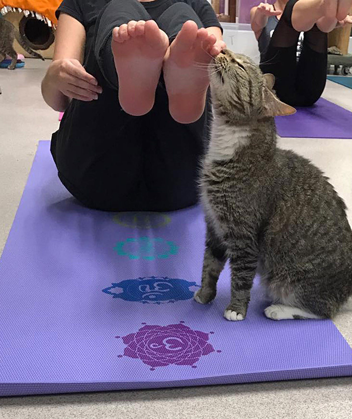 cat yoga 2