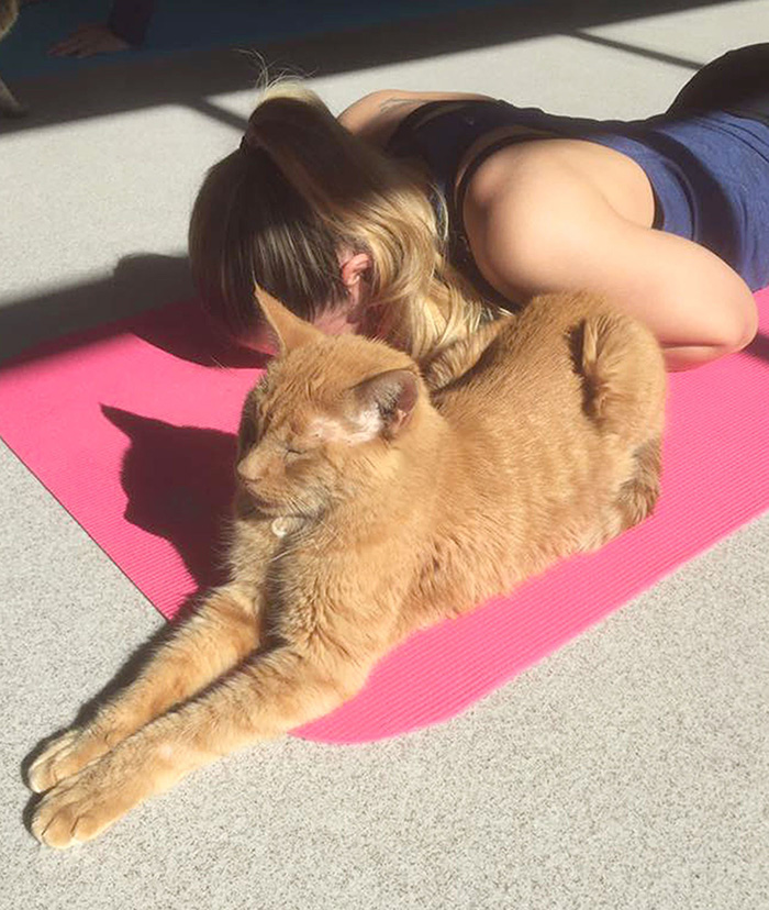 cat yoga 3