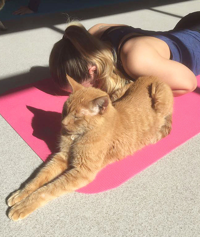 Cat Yoga is a big hit at this rescue shelter in
