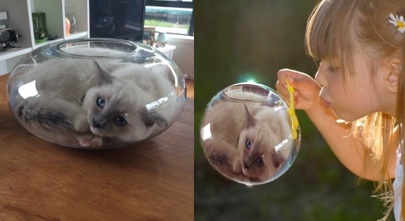 cat pictures