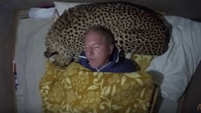 cheetah pillow 5