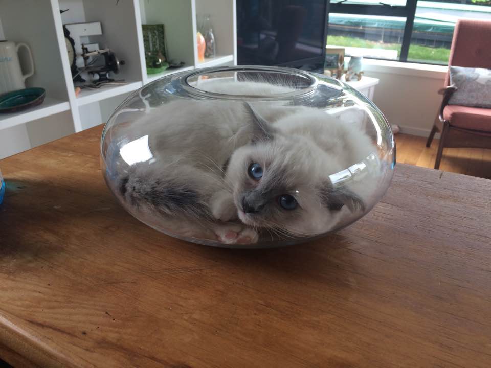 cat in fish bowl