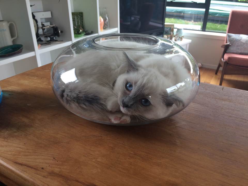 cat toys in water bowl
