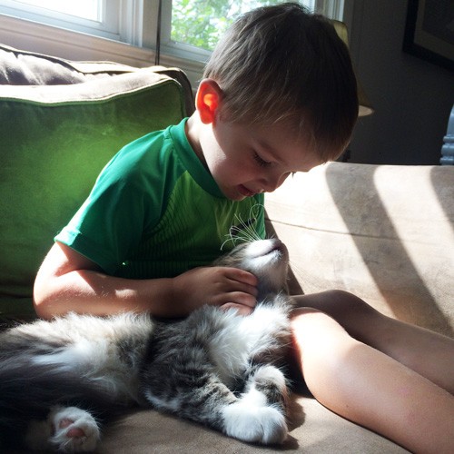 pete the kitten with his new family