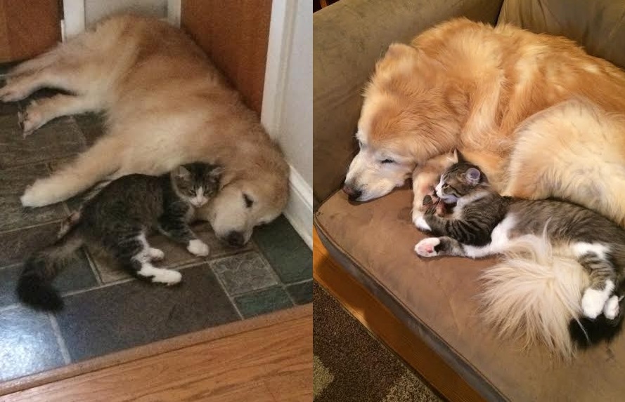 cat pictures