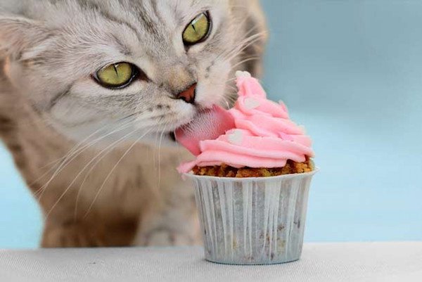 22 facts about cats to use at your convenience