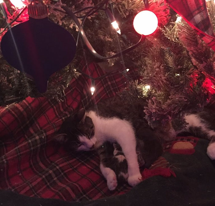 cat christmas tree 4